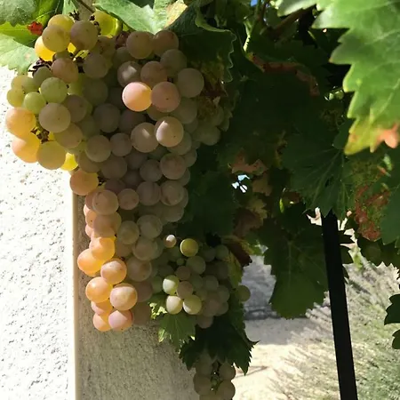 Bed & Breakfast Poppy's Paradise 4*