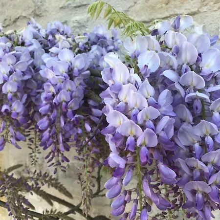 Poppy's Paradise Bréville